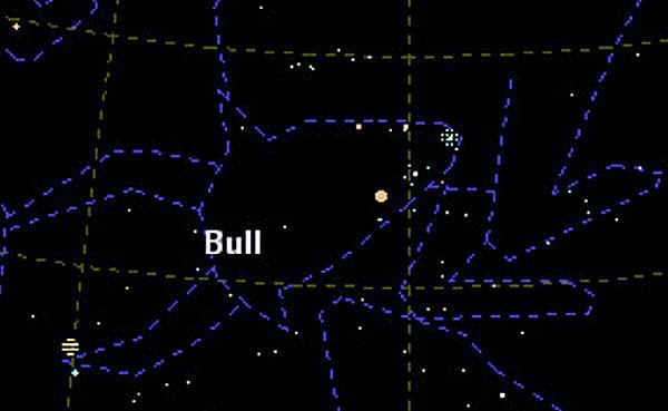 constellation bull