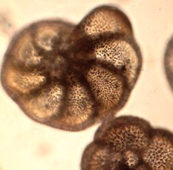 foram4.jpg (17239 bytes)