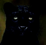 panther.jpg (5255 bytes)