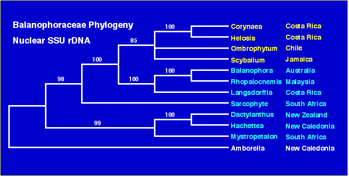 Balanophphylo.gif (11568 bytes)