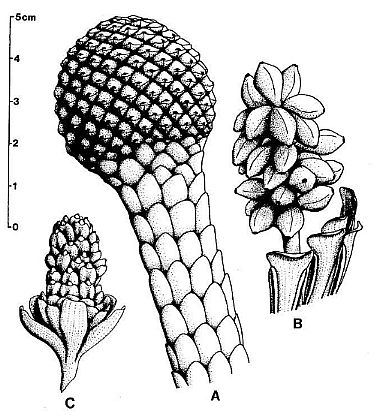 Primaraucaria_spp.jpg (49011 bytes)