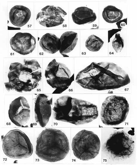 conanth09.jpg (47928 bytes)