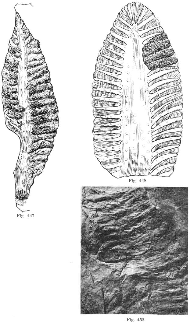 Triassifl03b.jpg (124946 bytes)