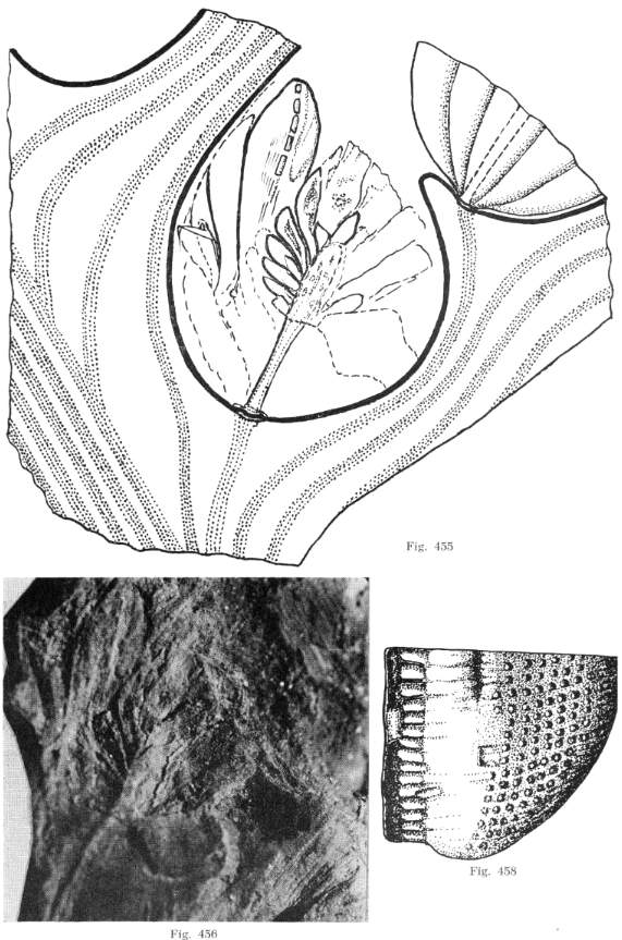 Triassifl05b.jpg (91899 bytes)