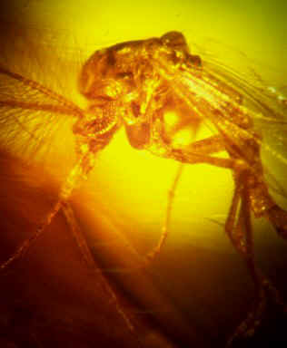 mosquito01.jpg (41388 bytes)