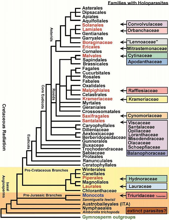 AngioPhylogRevised2.JPG (132515 bytes)