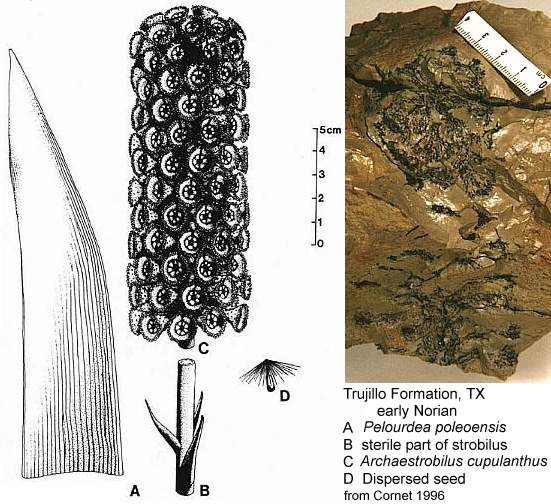 Archaestrobilus.JPG (63943 bytes)