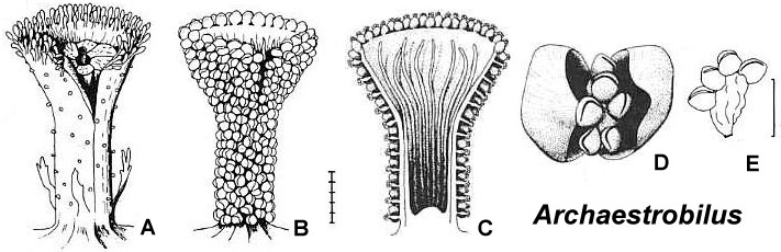 Archaestrobilus02.JPG (55771 bytes)