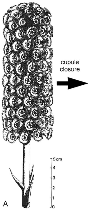 Archaestrobilus2.JPG (57282 bytes)