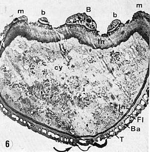 Calectas6c.jpg (29355 bytes)