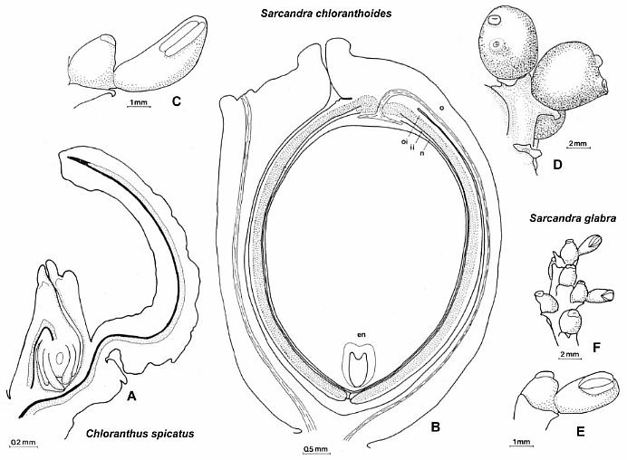 ChloranthaceaeComp.jpg (55959 bytes)