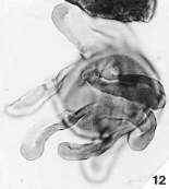Elaterocolpites castelainii (Cenomanian)