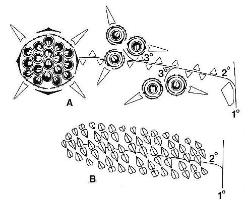 Fig_1.jpg (39724 bytes)