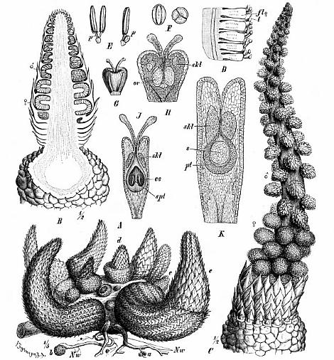 Lophophytum2s.jpg (76087 bytes)