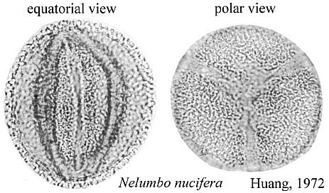 Nelumbo_nucifera2.jpg (34629 bytes)