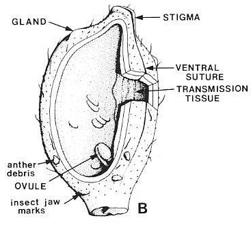 Scarpel.JPG (46607 bytes)