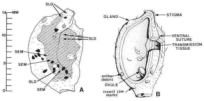 Scarpel2.JPG (48953 bytes)