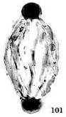 Steevesipollenites hemiplicatus (Carnian)