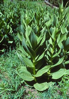 Veratrum_sp.jpg (29271 bytes)