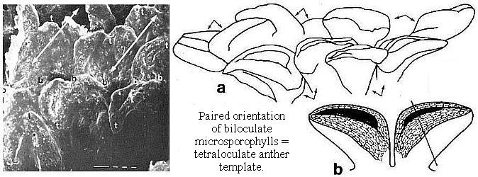 antherpairs.JPG (53439 bytes)