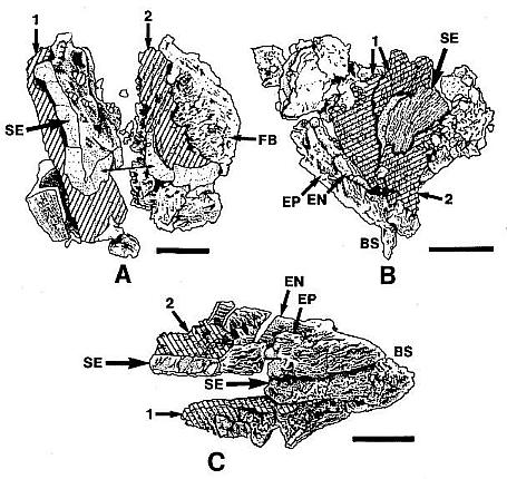 bmsfig04b.jpg (56430 bytes)