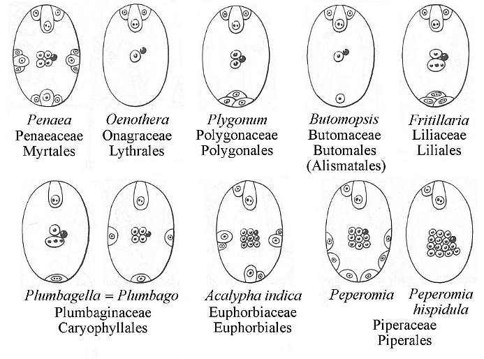 embryosac1.JPG (60047 bytes)