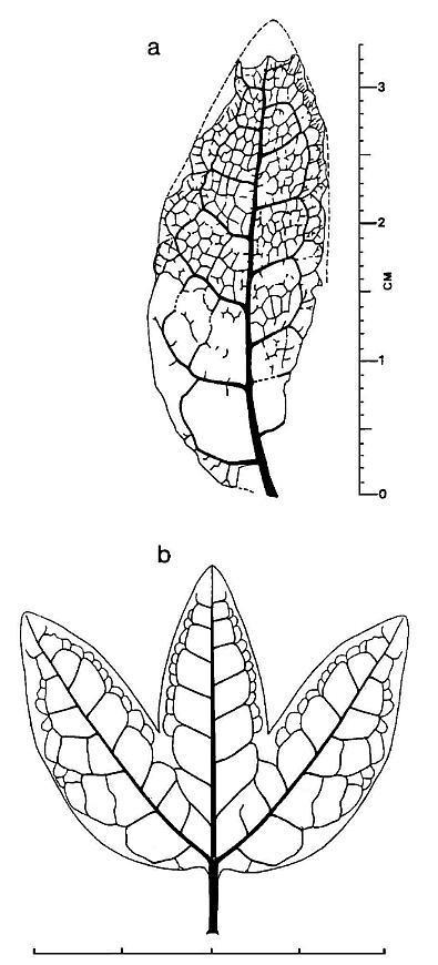 fig_4b.jpg (56768 bytes)