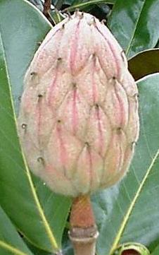 magnoliafruit1.jpg (16761 bytes)