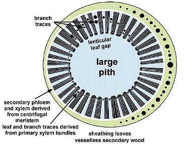 stemanatomy.jpg (31570 bytes)