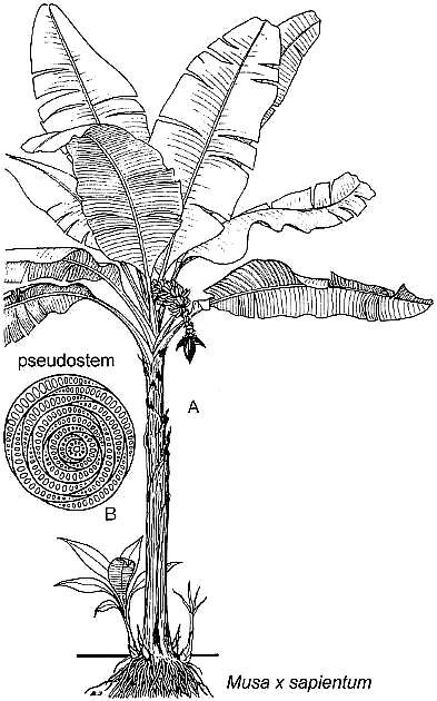 Musaceae2.jpg (51607 bytes)