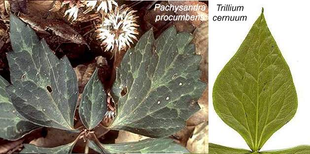 PachysandraTriphyllum.JPG (43665 bytes)