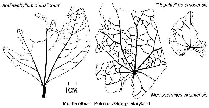 PotomacAlbian1.JPG (46290 bytes)