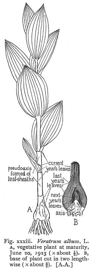 Veratrum2.jpg (75288 bytes)