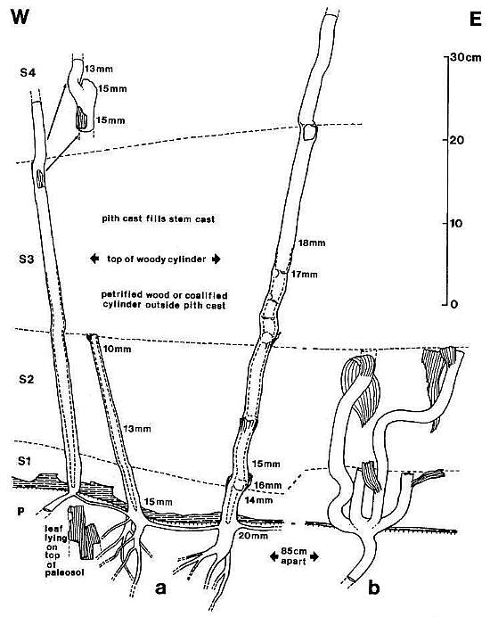 bmsfig02b.jpg (52673 bytes)