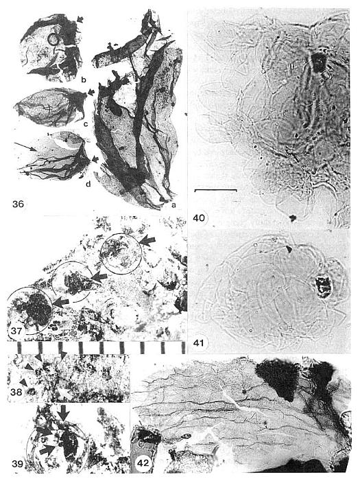 Fig336-342b.jpg (104452 bytes)