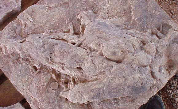 Eubrontesmudcrack.JPG (39857 bytes)
