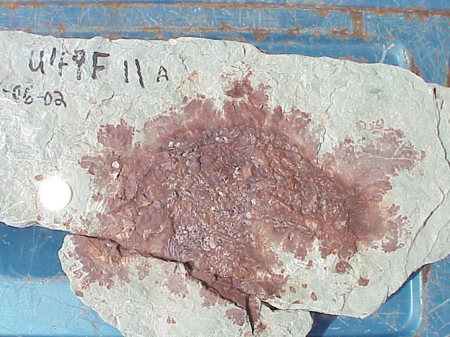 FishWPM.JPG (89052 bytes)