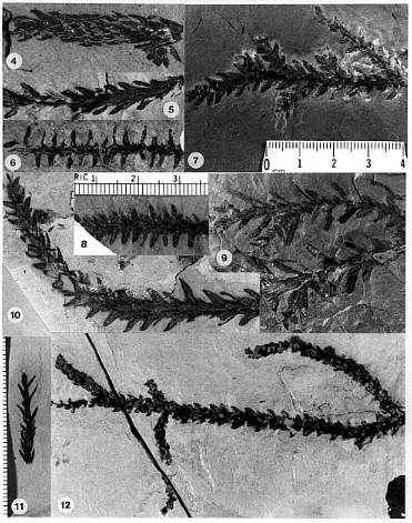 Jconifers.jpg (42791 bytes)