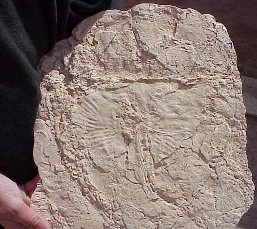 NymphaebasalJur2.jpg (54624 bytes)