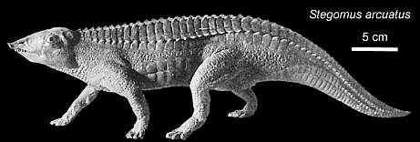 Stegomus.JPG (13818 bytes)