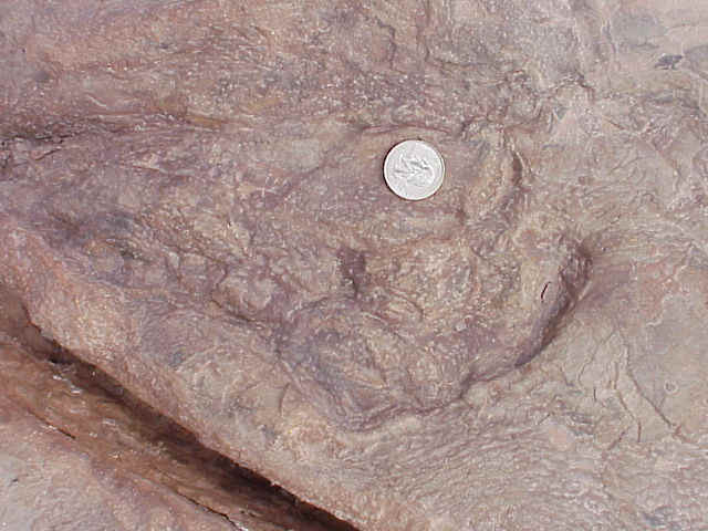 clawimpression.JPG (72983 bytes)