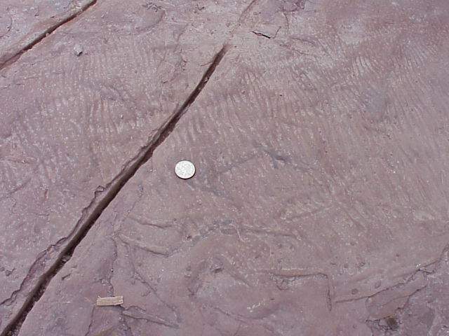 currentripples.JPG (46708 bytes)