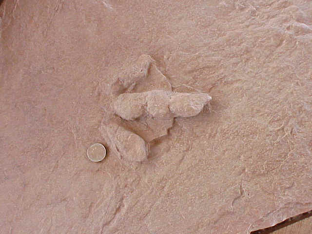 deeptoes.JPG (65683 bytes)