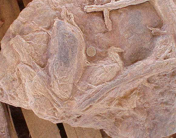 dinotrack04.JPG (49103 bytes)