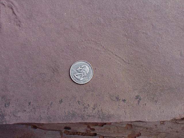invertebratetrail.JPG (46002 bytes)