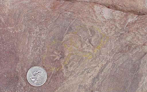 mammaltrack01.JPG (24970 bytes)