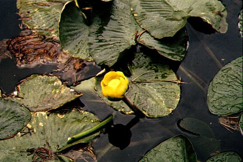 nuphar_polysepala_wyoming.jpg (42255 bytes)