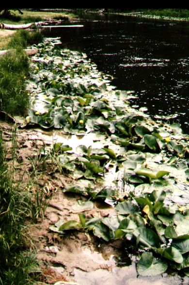 nuphar_polysepala_wyoming_2.jpg (70187 bytes)