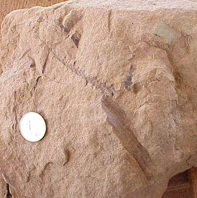 plant04.JPG (29721 bytes)