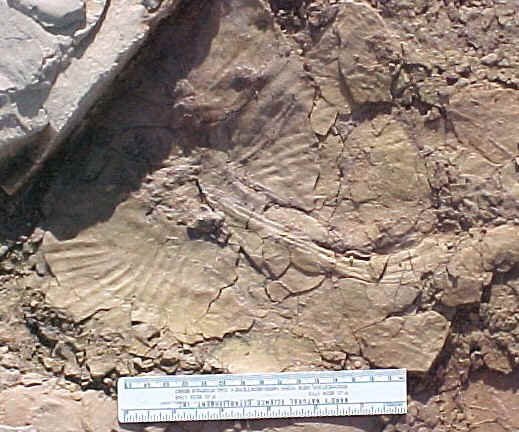 plantfx-1.jpg (99499 bytes)